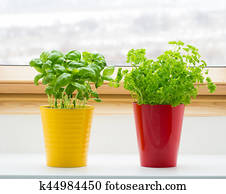 herbs on kitchen window herbs on kitchen window