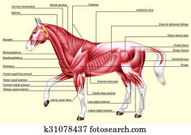 Horse anatomy muscles