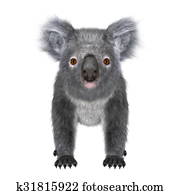 koala koala