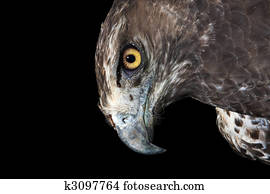 Martial Eagle Portrait