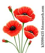 red poppy flowers red poppy flowers