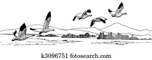 Snow Goose Snow Goose