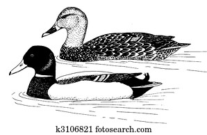 Mallard Mallard