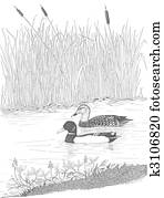 Mallard Mallard
