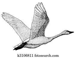 Trumpeter Swan Trumpeter Swan
