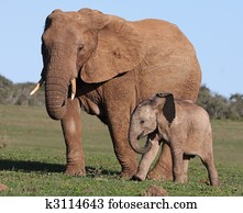 afrikanischer elefant, baby, und, mutti