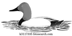 Canvasback Canvasback