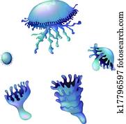 Jellyfish Jellyfish