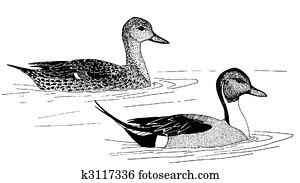 Northern Pintail Northern Pintail
