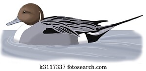 Northern Pintail Northern Pintail