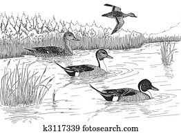 Northern Pintail Northern Pintail