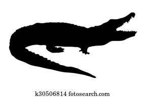 צללית, של, a, תנין, ב, a, רקע לבן