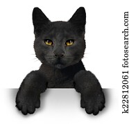 Black Cat Black Cat