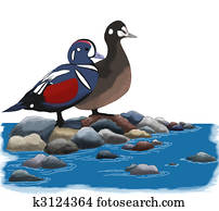 Harlequin Duck Harlequin Duck
