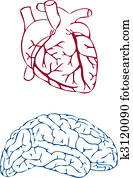 heart and brain, vector heart and brain, vector