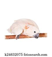 The salmon-crested cockatoo on white