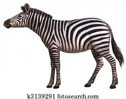 Animal zebra Animal zebra