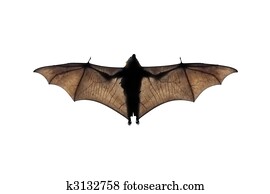 bat bat