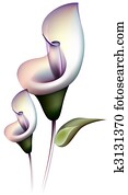 Calla lily