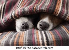 couple of dogs couple of dogs