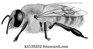 Honey Bee Honey Bee