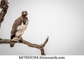 Martial eagle sitting on a branch.