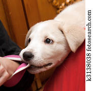 puppy bites for a sleeve