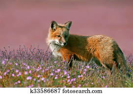 Young Red Fox Young Red Fox