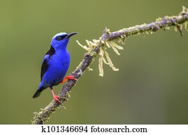 Red-legged Honeycreeper - Cyanerpes cyaneus