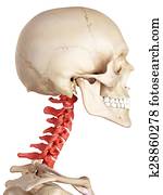 The cervical spine The cervical spine