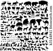 בעל חיים, צלליות, אוסף