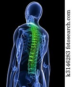 בריא, עמוד שדרה