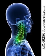 בריא, צוואר