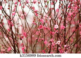 Chinese new year decoration flower-peach blossom Chinese new year decoration flower-peach blossom