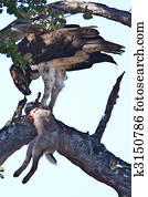 Martial Eagle