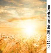 Beautiful wheat field.