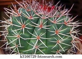 cactus cactus