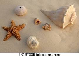 Caribbean beach sand with sea shells and starfish, texture