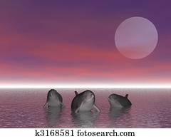 Dolphin Dolphin