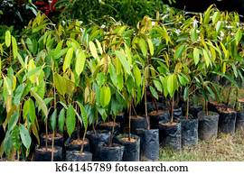 Durian in the nursery
