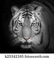 White tiger White tiger