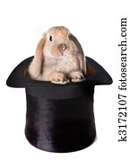 Bunny surprise Bunny surprise