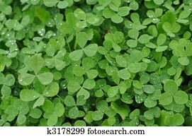 Green Clover Shamrock Background Green Clover Shamrock Background