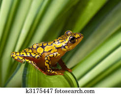 Harlequin poison dart frog