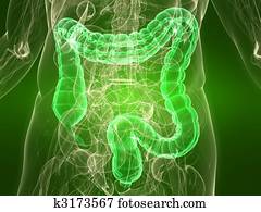 healthy colon healthy colon