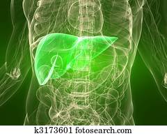 healthy liver healthy liver