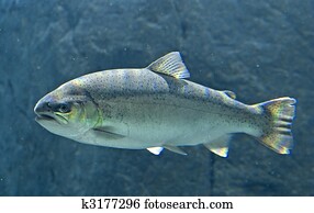 King Salmon King Salmon