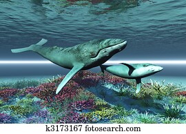 WHALE SONG WHALE SONG