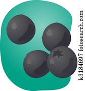 Blueberries illustration