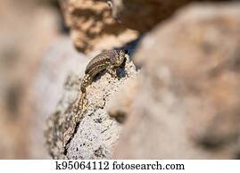 Common wall lizard sunbathing on a rock in the morning
